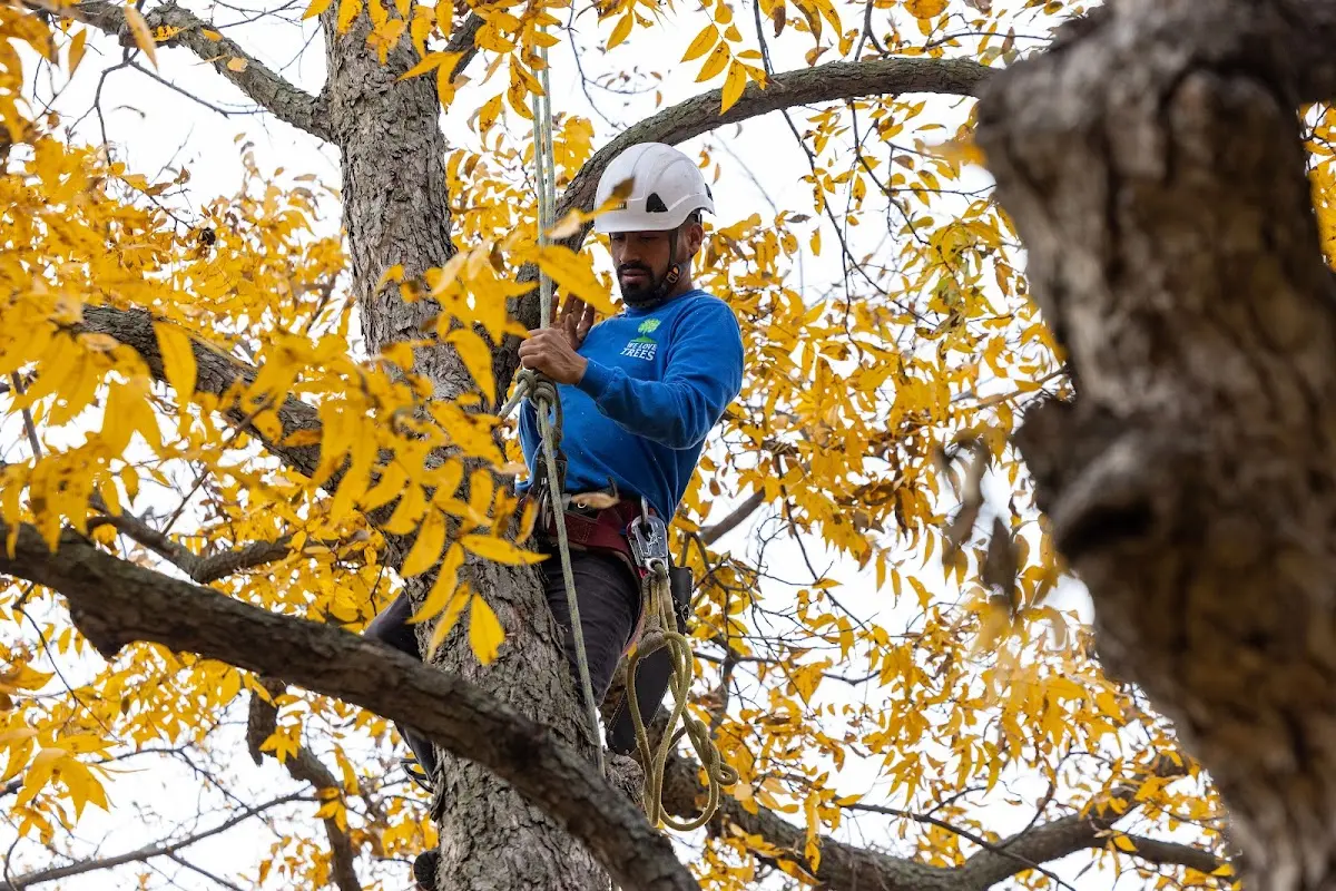 Skilled Tree Transplanting crew working in Redfield