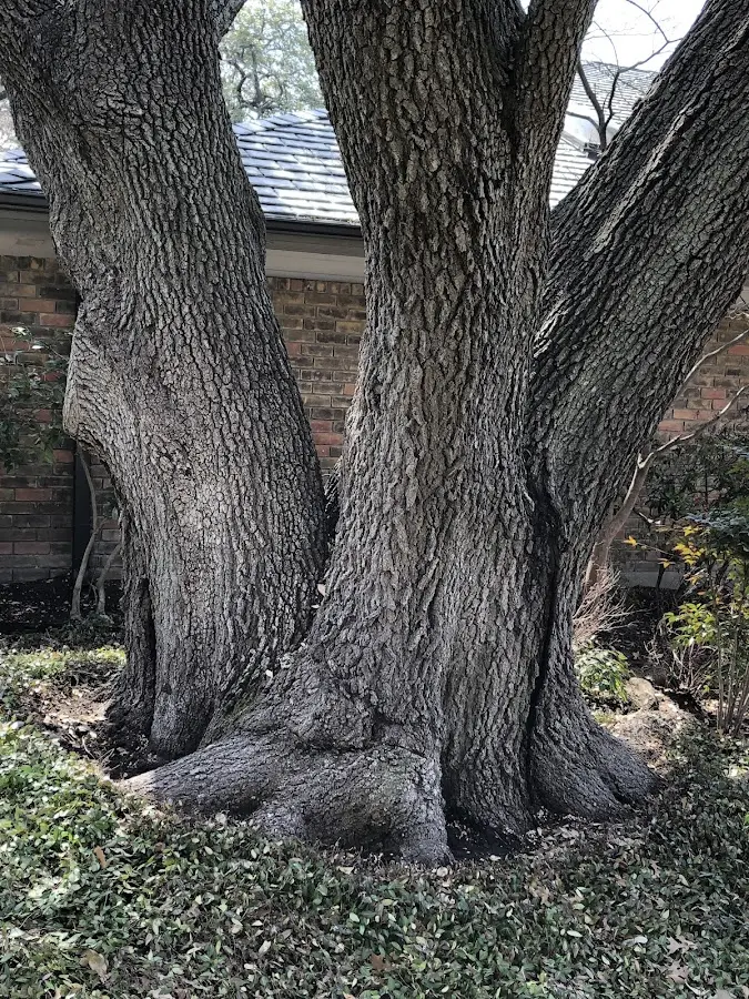 Mature heritage tree close to a Redfield property cared for by certified arborists